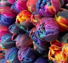 Тюльпан Даббл Аврора (крашенный) пионовидный Тюльпан Даббл Аврора (крашенный) пионовидный